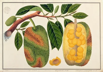 Champedak Artocarpus integrifolia or Longleaved Jack, from Drawings of Plants from Malacca, c.1805-18